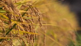 Índia registra primeiro arroz editado geneticamente para cultivo comercial