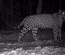 VÍDEO: pela primeira vez, miado de onça-pintada é registrado em vida livre