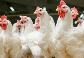 União Europeia decide proibir exportação de frango brasileiro para a região