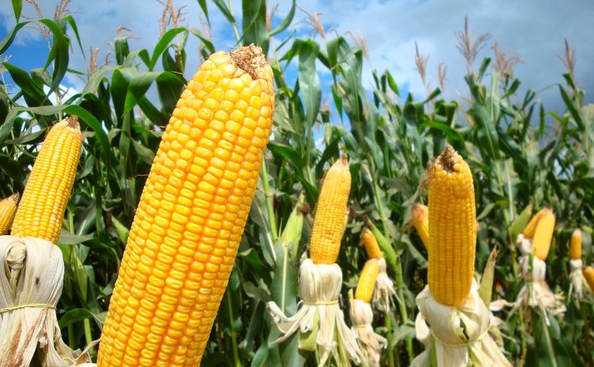Financiamentos do BNB para cultivo do milho crescem mais de 200% em Alagoas