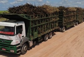 Pindorama estima crescimento na safra 20/21