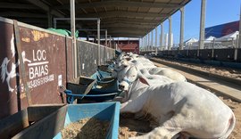 Abertura da Expoagro acontece nesta sexta (25) no Parque da Pecuária