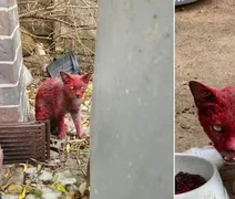 Gata de pelagem vermelha desaparece e intriga moradores no Texas