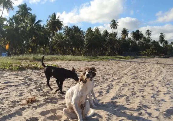 Maceió inicia campanha de vacinação contra raiva para cães e gatos neste sábado (11)