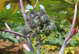 Cooperativa promove iniciativa para resgatar o cultivo da mamona em Alagoas