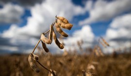 Previsão do Ipea é de estabilidade para setor agropecuário em 2022