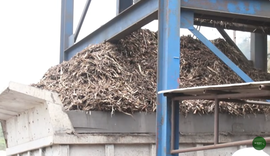 Produção de cana sofre redução devido à forte estiagem em AL