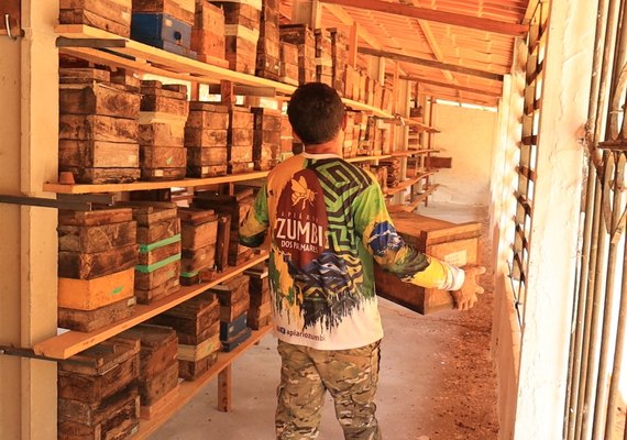 Alagoas inova na produção e preservação de Abelhas Uruçu