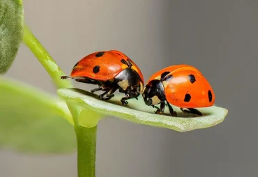 Joaninhas ajudam no controle de pragas e beneficiam lavouras