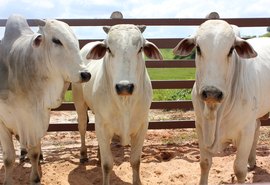 Nelore Positivo promete melhorar geneticamente qualquer rebanho