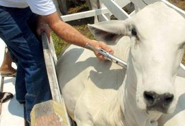 Comissão de agricultura debate fim da vacinação contra febre aftosa