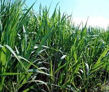 Cresce produção de açúcar e etanol hidratado no Norte-Nordeste