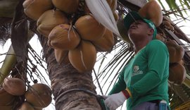 Coopaiba integra modelo de economia circular na cadeia do coco no NE