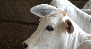 Com foco na brucelose, Mapa promove o Mês da Saúde Animal