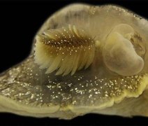 A misteriosa criatura marinha descoberta por cientistas na costa britânica
