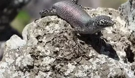 Lagarto africano evoluiu em Fernando de Noronha