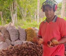 Cooperativa da agricultura familiar exporta 228 toneladas de coco de piaçava para o Egito