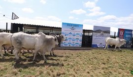 Pecuária alagoana se destaca e Associação Brasileira de Criadores de Zebu promove dia de campo no estado