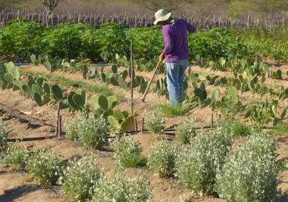 Previdência rural: apoio essencial ao agro garante sustento de milhões e movimenta economia no campo