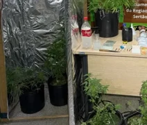 Estufa improvisada para cultivo de maconha leva à prisão de homem em Delmiro Gouveia