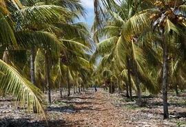 Dia de Campo da Coopaiba foca nos tratos culturais  de coqueirais