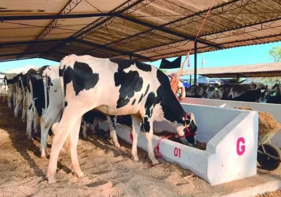 AL realiza em setembro o maior evento de raças leiteiras do Nordeste