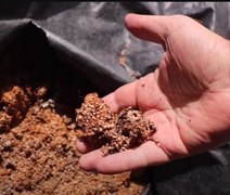 Inovação: sementes de goiaba são utilizadas na produção de matéria orgânica em Alagoas