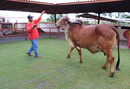 Genética de Berço terá animais de cabeceira da Agropecuária Pereira