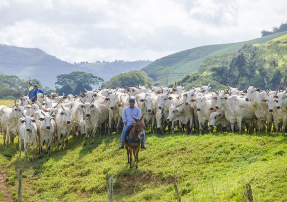 Desemprego: Apenas o setor agropecuário gerou vagas