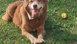 Sepultamento de cães e gatos em jazigos familiares é aprovado em São Paulo