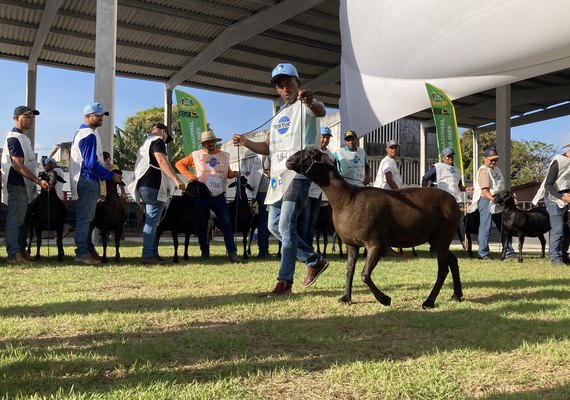 Programação de julgamentos de animais continua nesta quarta (26) na 72ª Expoagro