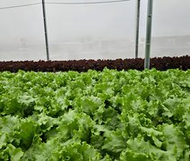 Reuso de solução nutritiva reduz custos na produção de hortaliças