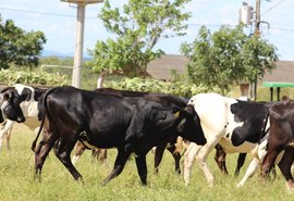 Criadores alagoanos ofertam gado em 3º Genética Paulo Amaral