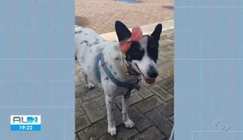 Polícia de Alagoas investiga três casos  de envenenamento em pets por petiscos