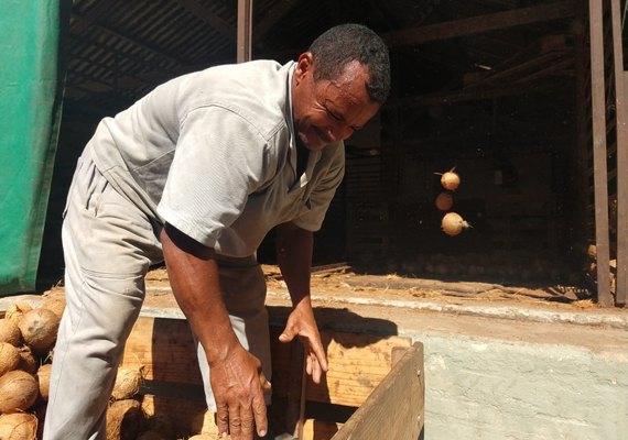 Pindorama investe em produção sustentável no beneficiamento do coco