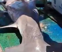 Vídeo: tubarão-martelo é encontrado na praia de Riacho Doce em Maceió