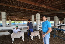 Leilão Digital Pé na Areia traz lotes de linhagem rara