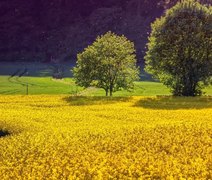 La Niña pode impactar a safra 2024/25, mas cenário ainda é incerto, afirma meteorologista