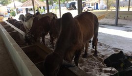 Parque da Pecuária começa a receber animais da Expoagro 2019