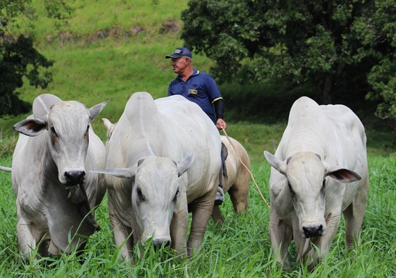 Leilão Mega Touros traz equilíbrio entre genética e beleza racial