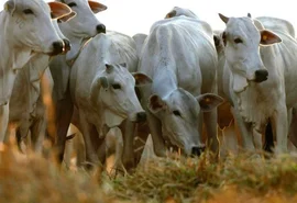 Arroba do boi supera R$ 316 pela primeira vez