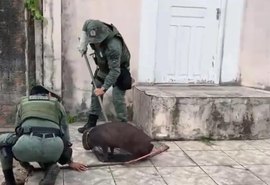 Capivara ferida é resgatada pela Polícia Militar em Maceió