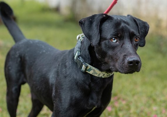 Equipe veterinária do Gabinete da Causa Animal alerta população sobre a leptospirose canina