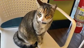 Academia se manifesta após maus-tratos à gata por ex-funcionários
