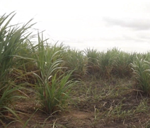 Tecnologia regenerativa reduz em 70% custo de renovação de canaviais no Agreste