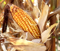 Governo libera R$ 160 milhões para estoque de milho e garante abastecimento no Semiárido