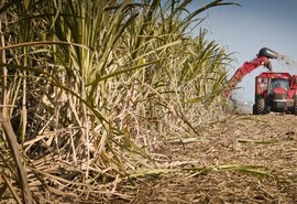 Usina Santo Antônio deve iniciar safra 19/20 em agosto