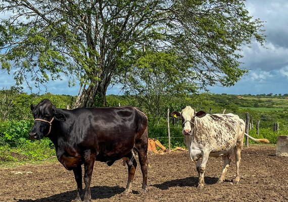 Curso de podologia bovina está com inscrições abertas