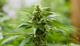 Estudo aponta composto da cannabis que alivia dor sem efeitos