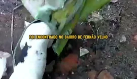 Gari ouve latido dentro de saco de lixo e resgata cadelinha vítima de maus-tratos